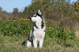 SIBERIAN HUSKY 873